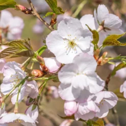 Zierkirsche ‘Sunset Boulevard’ - Rosa Blütenwolke im Frühling