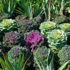 Zierkohl in Mischung (x3) - Farbe im Winterbeet