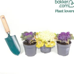 Zierkohl in Mischung (x3) - Farbe im Winterbeet