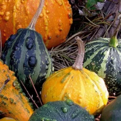 Zierkürbis kleinfrüchtige Mischung - Bunte Herbstdeko selbst geerntet
