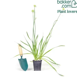Zierlauch Lavender Bubbles - Lila Kugeln, wenig Pflege