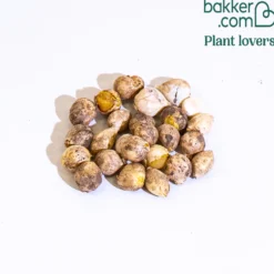 Zierlauch Mischung 'Happy Bulbs' (x25) - Bunte Blütenkugeln leicht gemacht