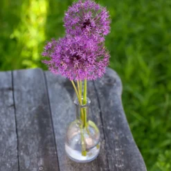 Zierlauch 'Purple Sensation' (x10) - Violette Kugeln im Beet