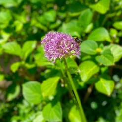 Zierlauch 'Purple Sensation' (x10) - Violette Kugeln im Beet