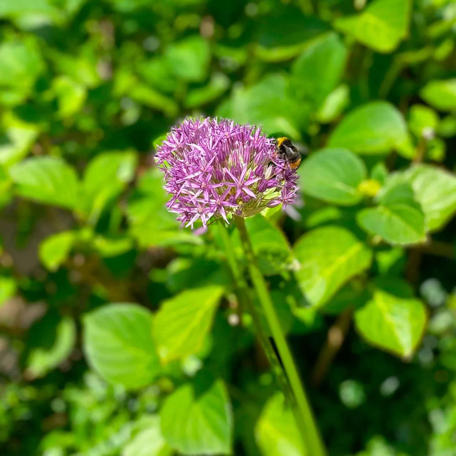 Zierlauch 'Purple Sensation' (x10) - Violette Kugeln im Beet