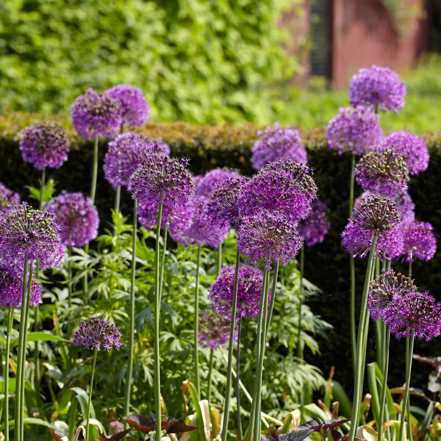 Zierlauch 'Purple Sensation' (x10) - Violette Kugeln im Beet