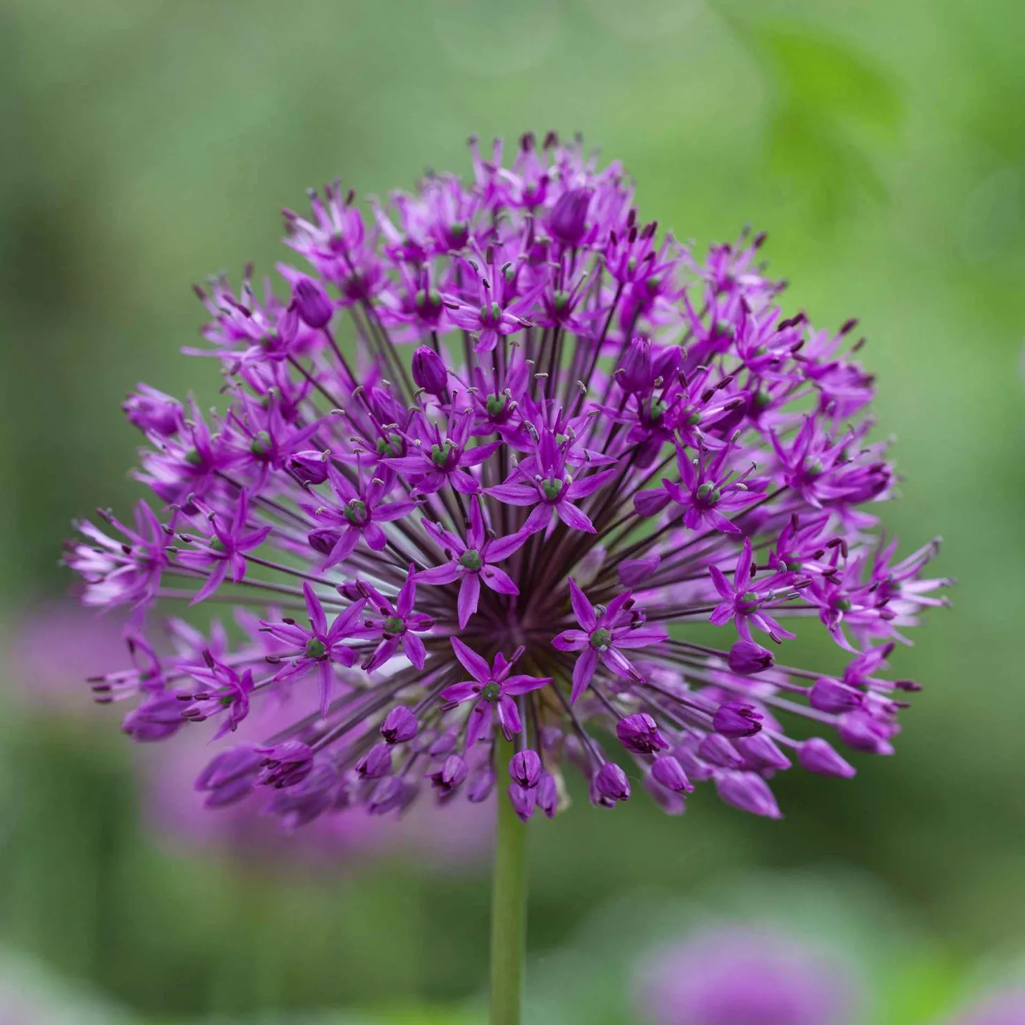 Zierlauch 'Purple Sensation' (x10) - Violette Kugeln im Beet