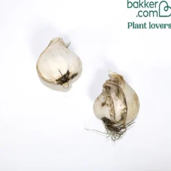 Zierlauch 'Red Mohican' (x2) - Rote Punker im Beet
