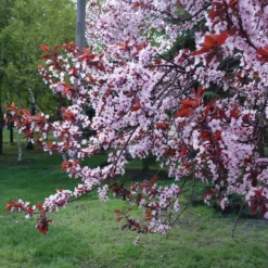 Zierpflaume - Purpurlaub den ganzen Sommer