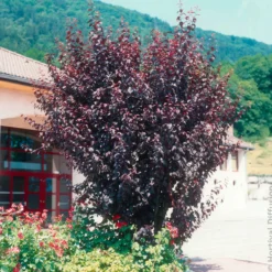 Zierpflaume - Purpurlaub den ganzen Sommer