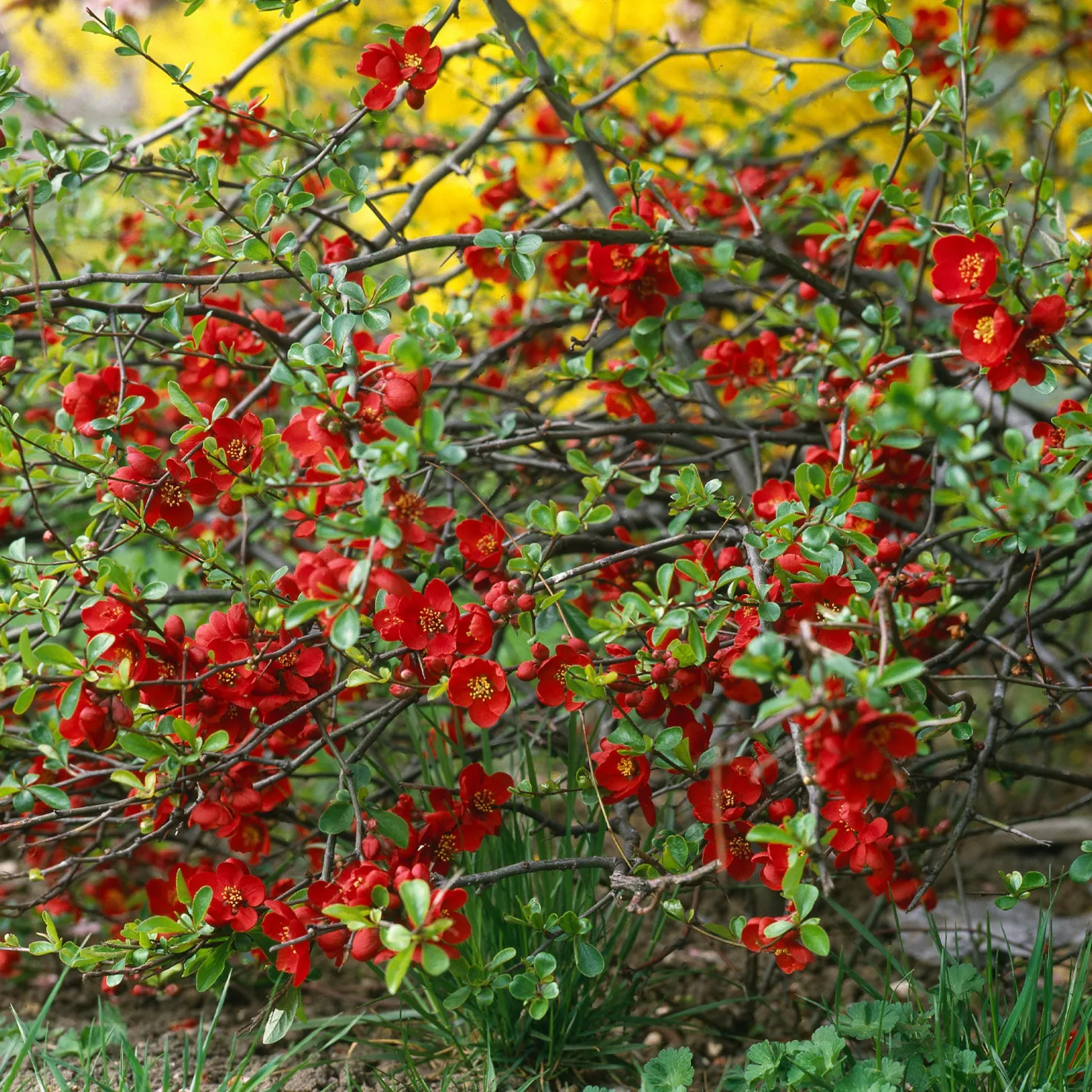 Zierquitte Crimson and Gold - Feuerrote Blüten im März