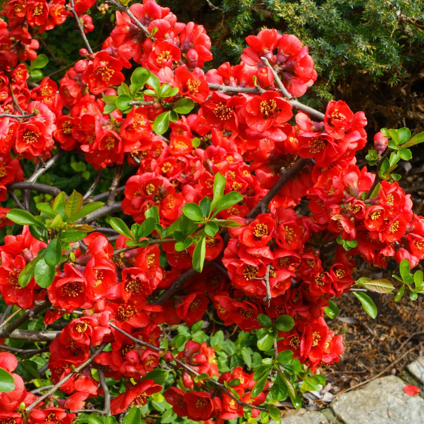 Zierquitte Crimson and Gold - Feuerrote Blüten im März