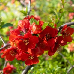 Zierquitte Texas Red - Rote Blüten schon ab März