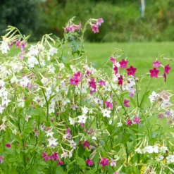 Ziertabak Mischung - Duftende Blüten den ganzen Sommer