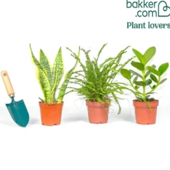 Zimmerpflanzen-Set für kleine Räume (x3) - Grün auf kleinstem Raum