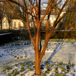Zimt-Ahorn - Rinde, die im Winter glänzt