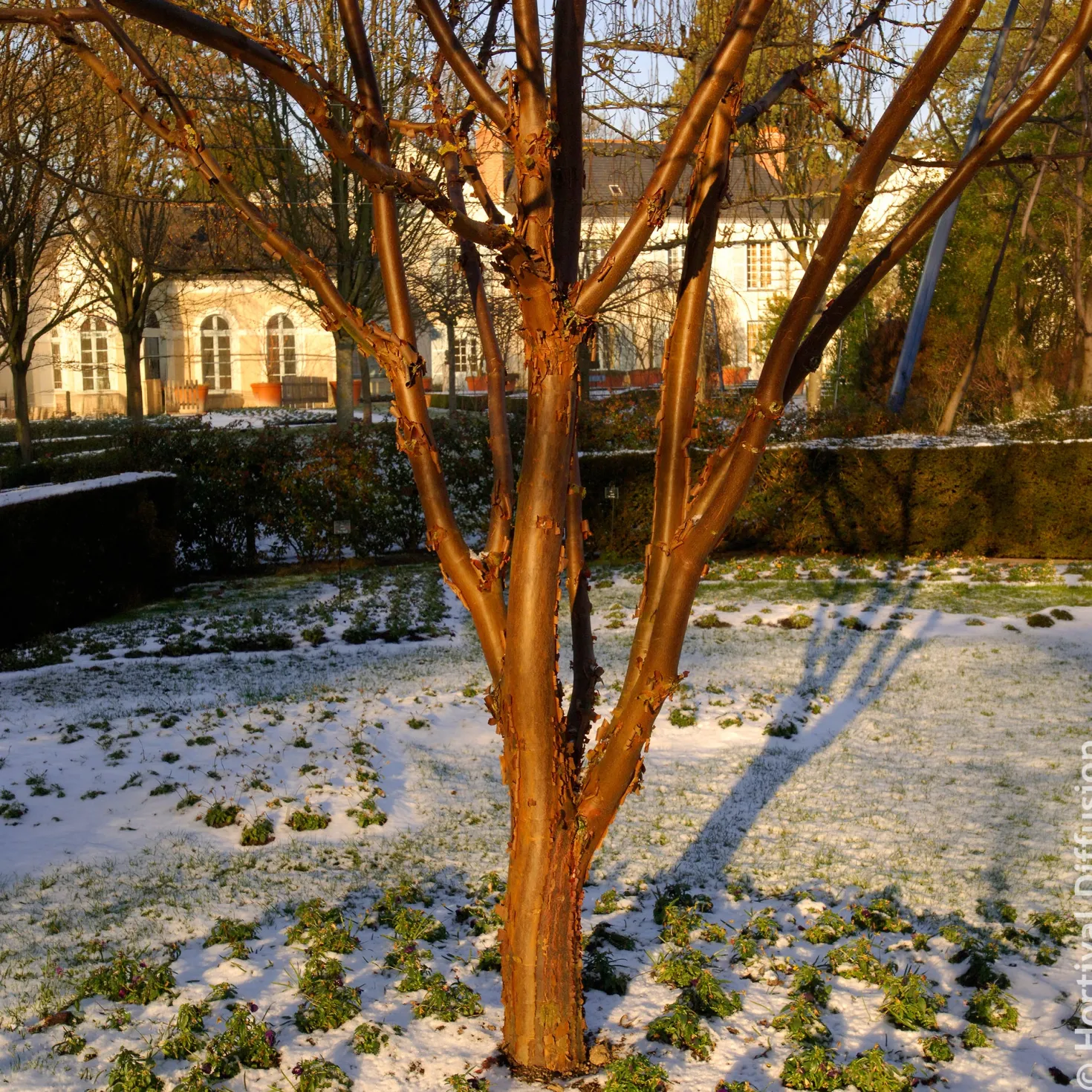 Zimt-Ahorn - Rinde, die im Winter glänzt