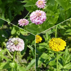Zinnie 'Peppermint Stick' - Bunte Sommerblüten für die Vase