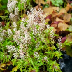 Zipfelblättrige Schaumblüte Sugar and Spice - Schattenplätze zum Leuchten
