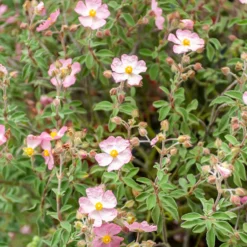 Zistrose Silver Pink - Blüten satt, kaum Pflege