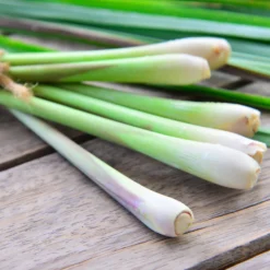 Zitronengras - Frisches Aroma direkt geerntet