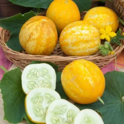 Zitronengurke ‘Lemon’ - Runde Gurken, mild und knackig
