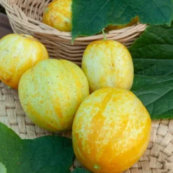 Zitronengurke ‘Lemon’ - Runde Gurken, mild und knackig