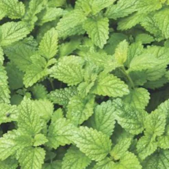 Zitronenmelisse Melissa officinalis - Frisch, zitronig, sofort da