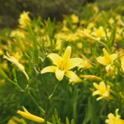 Zitronen-Taglilie - Duftende Blüten den ganzen Sommer