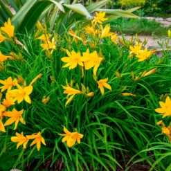 Zitronen-Taglilie - Duftende Blüten den ganzen Sommer