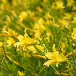 Zitronen-Taglilie - Duftende Blüten den ganzen Sommer
