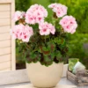 Zonal-Geranie Estelle - Rosa Blüten den ganzen Sommer