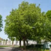 Zürgelbaum - Schattenbaum wie im Süden