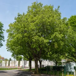 Zürgelbaum - Schattenbaum wie im Süden