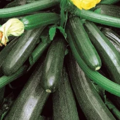 Zucchini Ambassador F1 - Zucchini den ganzen Sommer