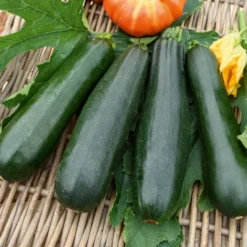 Zucchini Black Beauty - Ernte den ganzen Sommer