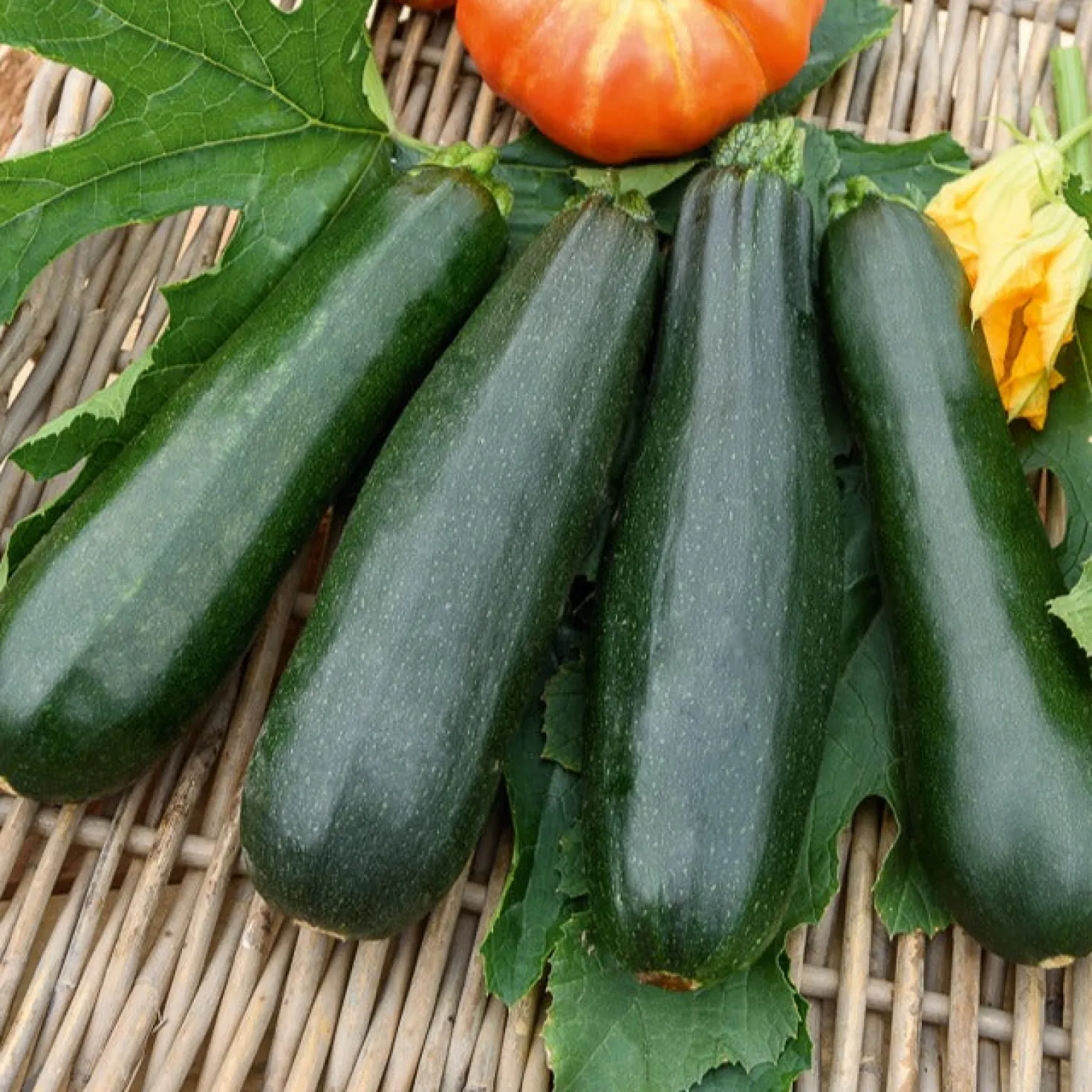 Zucchini Black Beauty - Ernte den ganzen Sommer