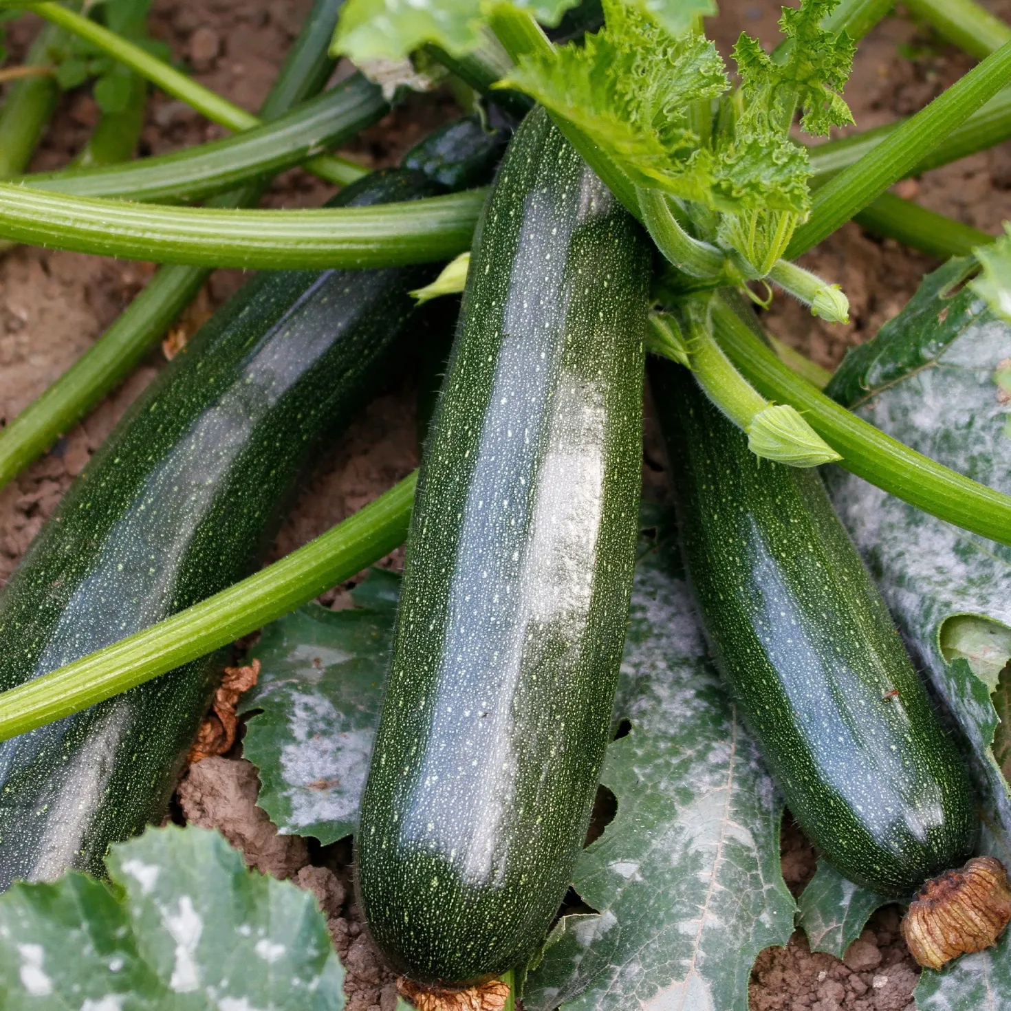 Zucchini Black Beauty - Ernte den ganzen Sommer