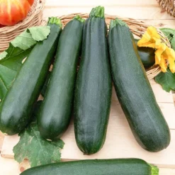 Zucchini Black Beauty - Ernte den ganzen Sommer