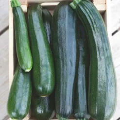 Zucchini 'Black Beauty' - Reiche Ernte den ganzen Sommer