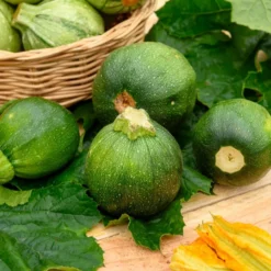 Zucchini Eight Ball F1 - Runde Zucchini, voller Genuss