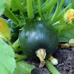 Zucchini Eight Ball F1 - Runde Zucchini, voller Genuss