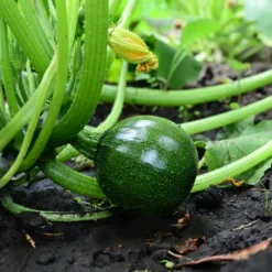 Zucchini Eight Ball F1 - Runde Zucchini, voller Genuss