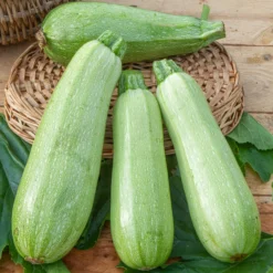 Zucchini Grey Griller F1 - Zart, grillt perfekt