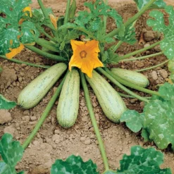 Zucchini ‘Grisette de Provence’ - Ernte ohne Ende
