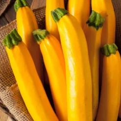 Zucchini Lingodor F1 - Goldgelb und zart