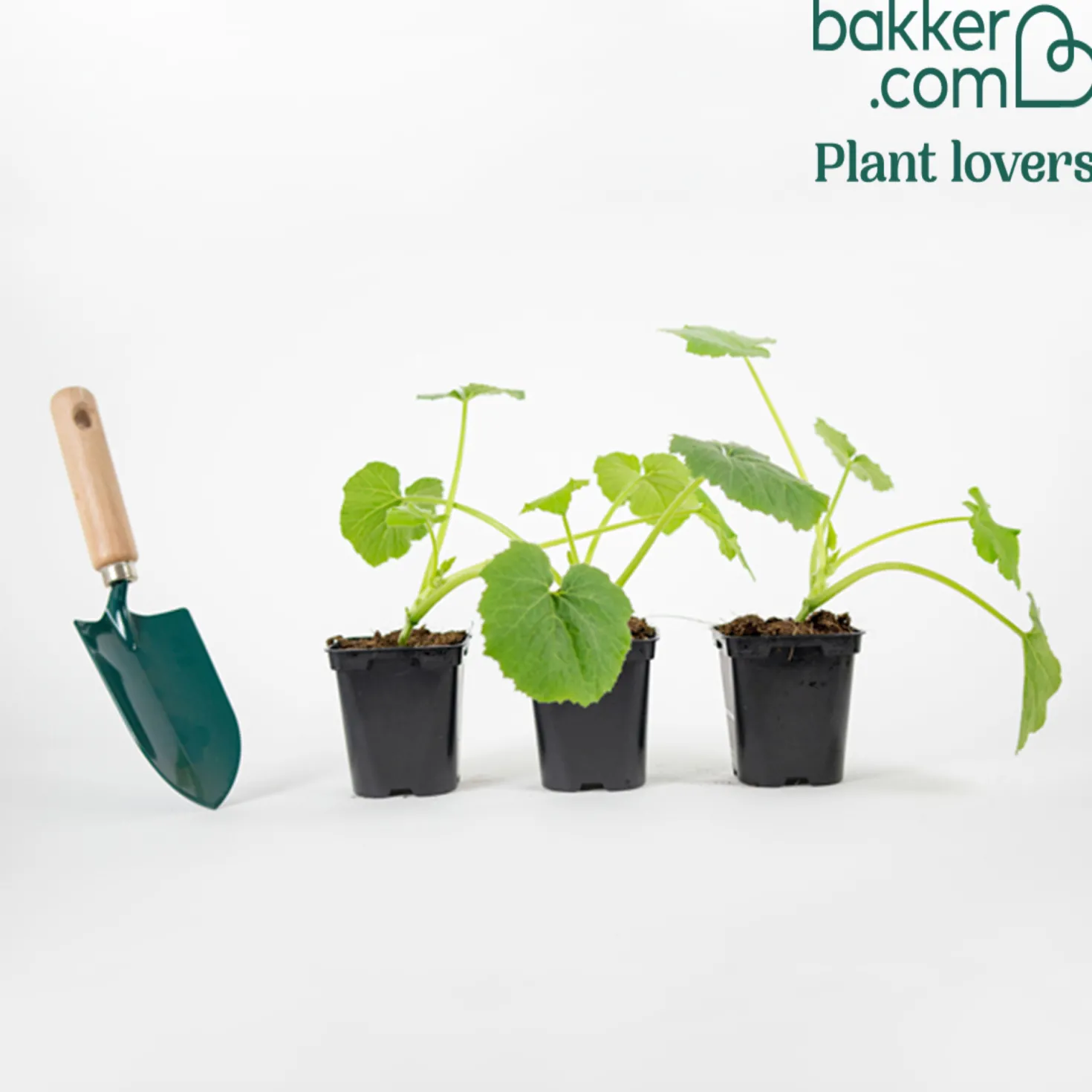 Zucchini ‘Lorea’ Pflanzen (x3) - Zucchini ohne Ende