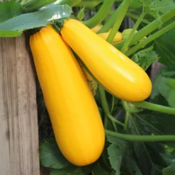 Zucchini Soleil F1 - Gelbe Zucchini, voller Ertrag