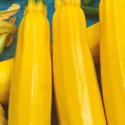 Zucchini Soleil F1 - Gelbe Zucchini, voller Ertrag