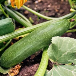 Zucchini Storr's Green F1 - Produktive grüne Zucchini